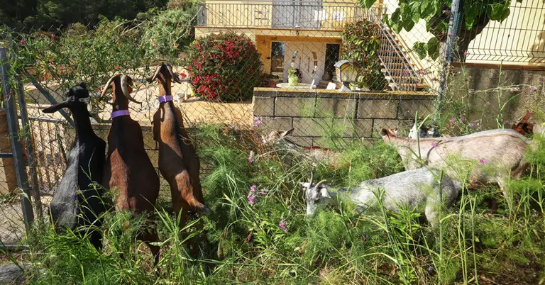 ছাগল দিয়ে ঝোপঝাড় পরিষ্কার